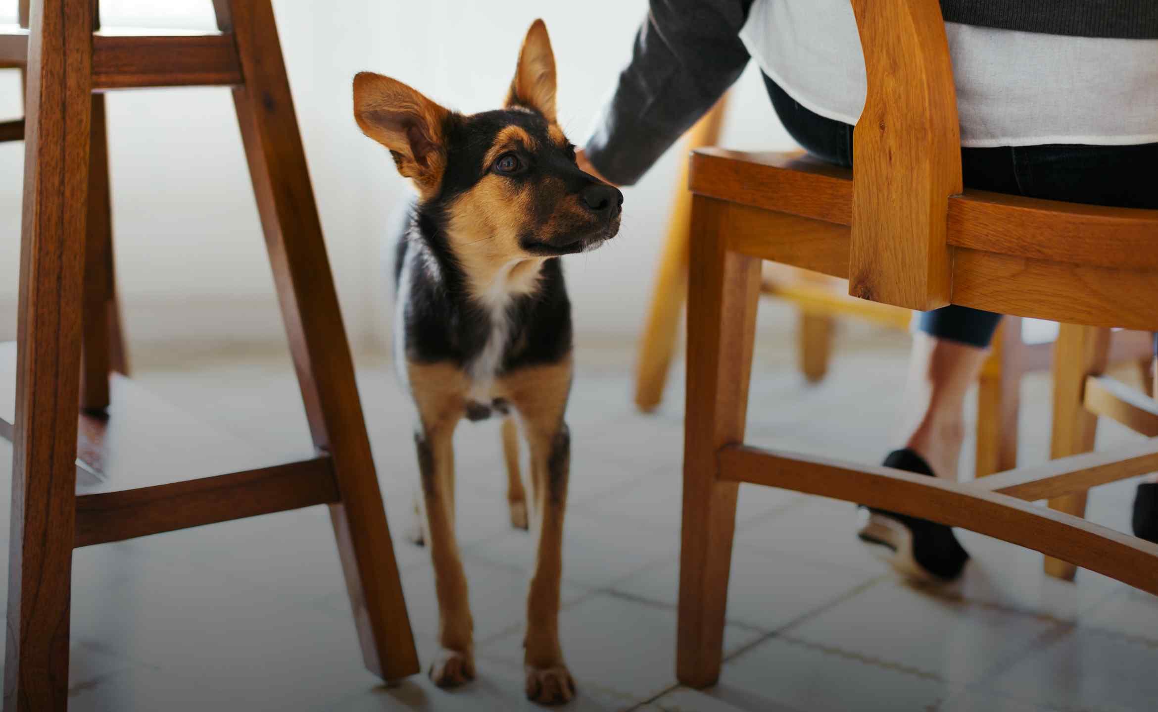 Ein Hund steht neben einem Stuhl, eine Hand streichelt ihn.